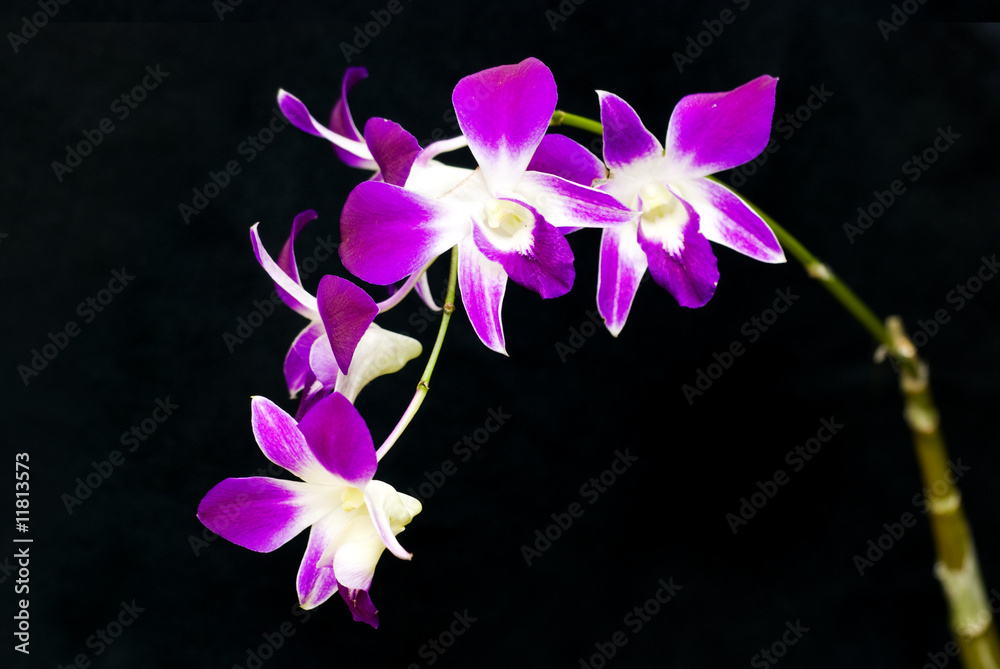 orchid with dark background