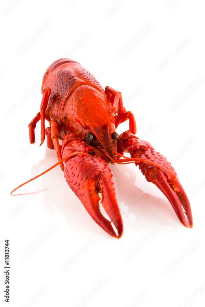 Crayfish