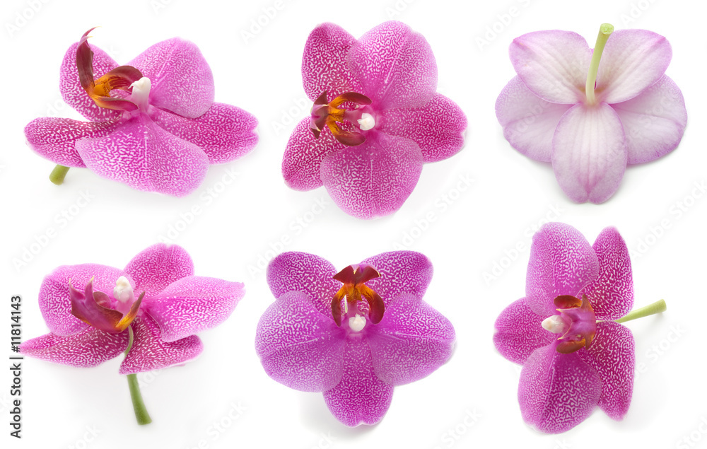 Fototapeta premium Collection orchid isolated on a white background.