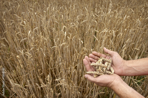 wheat field hands