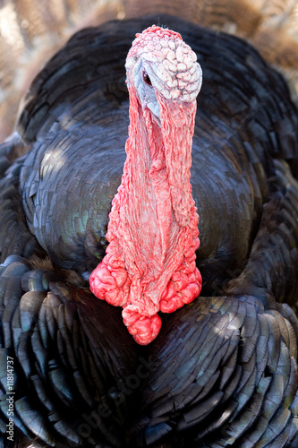 Retrato de un pavo