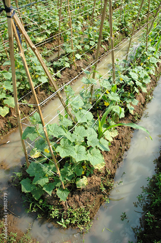 farm land