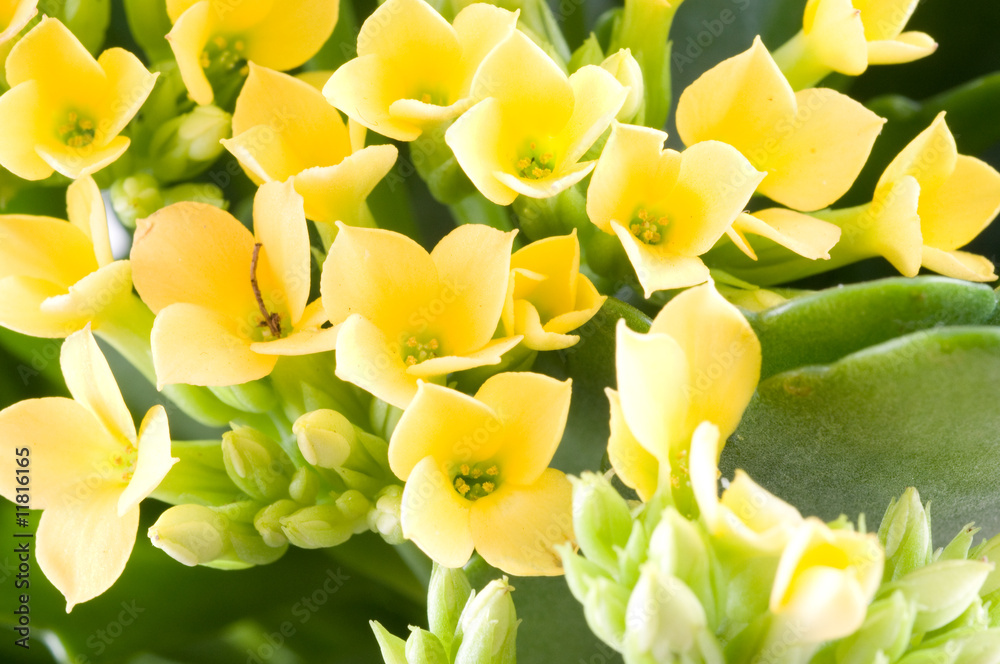 Fototapeta premium Beautiful flower