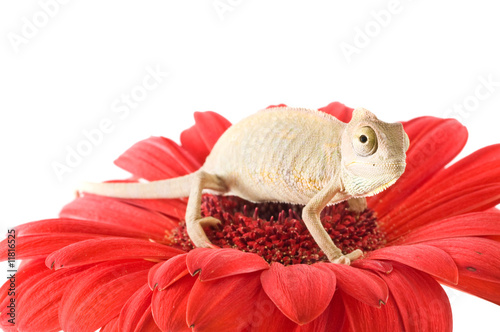 Fototapeta Naklejka Na Ścianę i Meble -  Chameleon on flower.