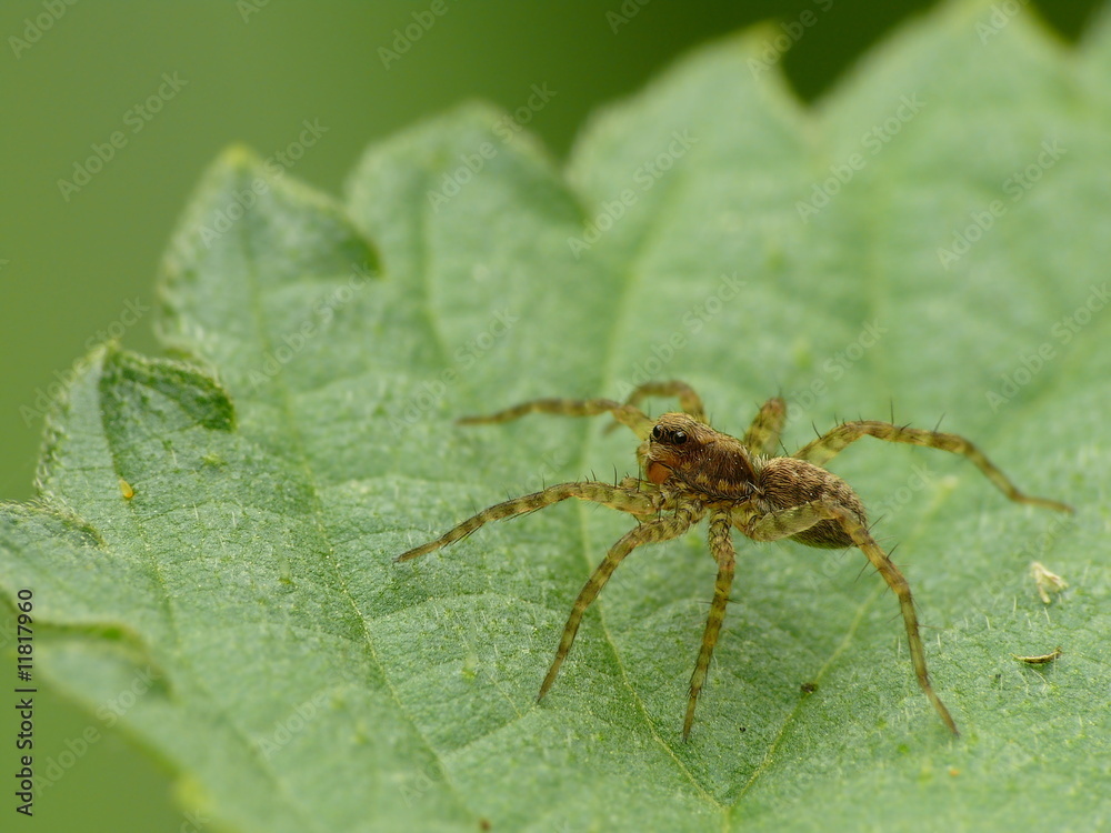 Spinne Spinne