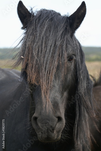 cheval frison © stephaniecointe