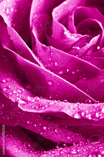 beautiul violet pink rose