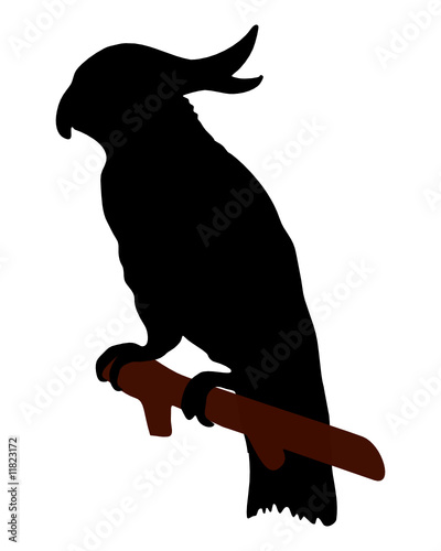 Die scharze Silhouette von einem Kakadu