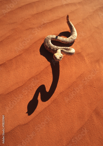 A sidewinder rattlesnake in the red desert