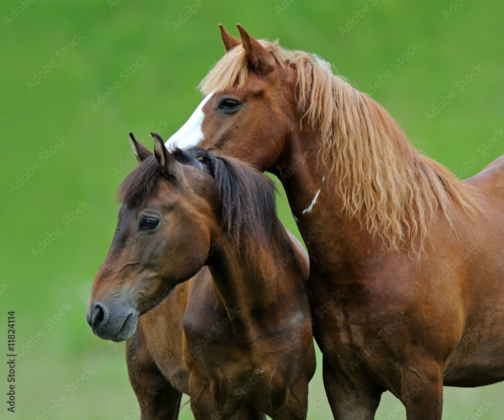 Horse