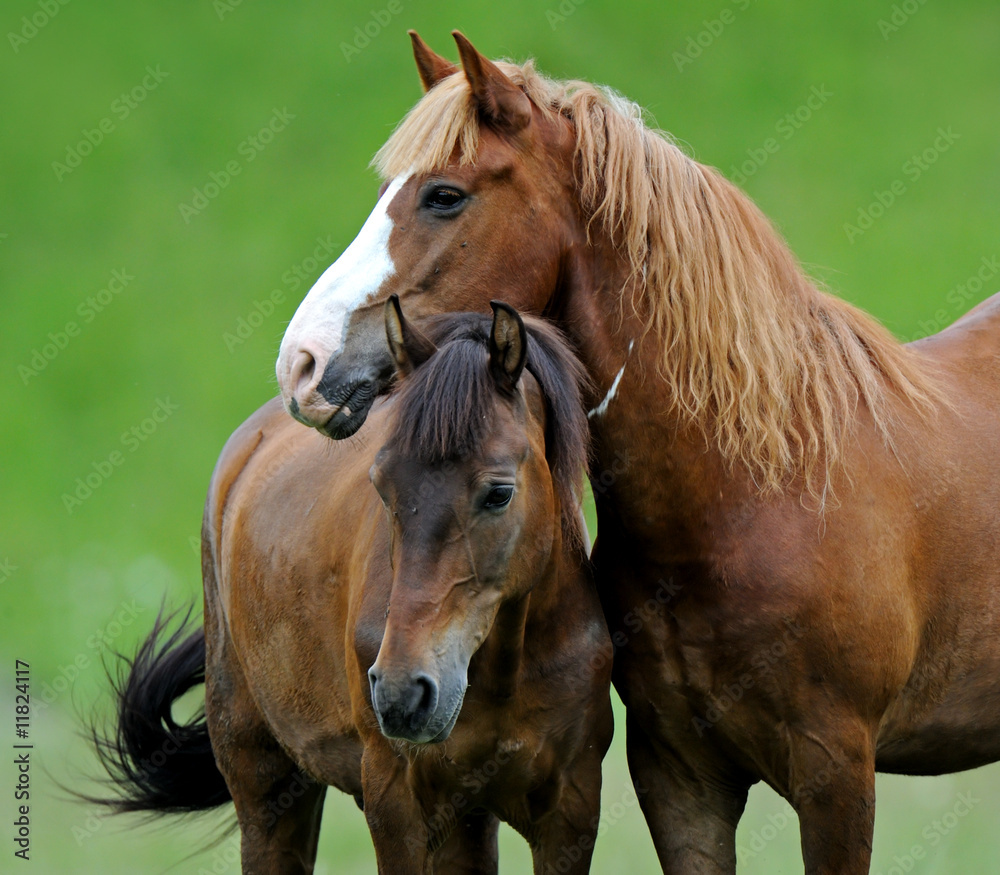 Horse