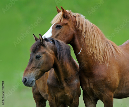 Obraz na płótnie Horse w salonie