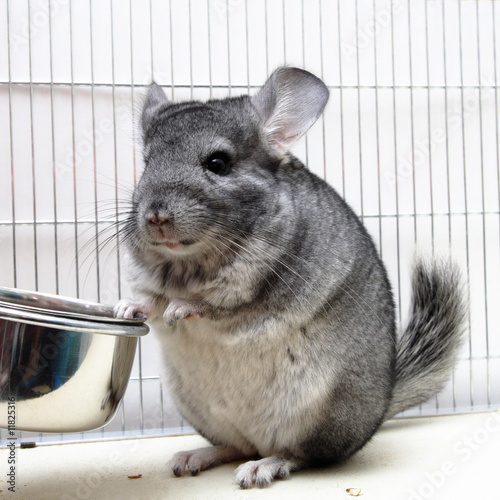 Chinchilla in his cage