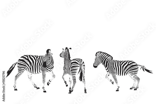 three zebras vector