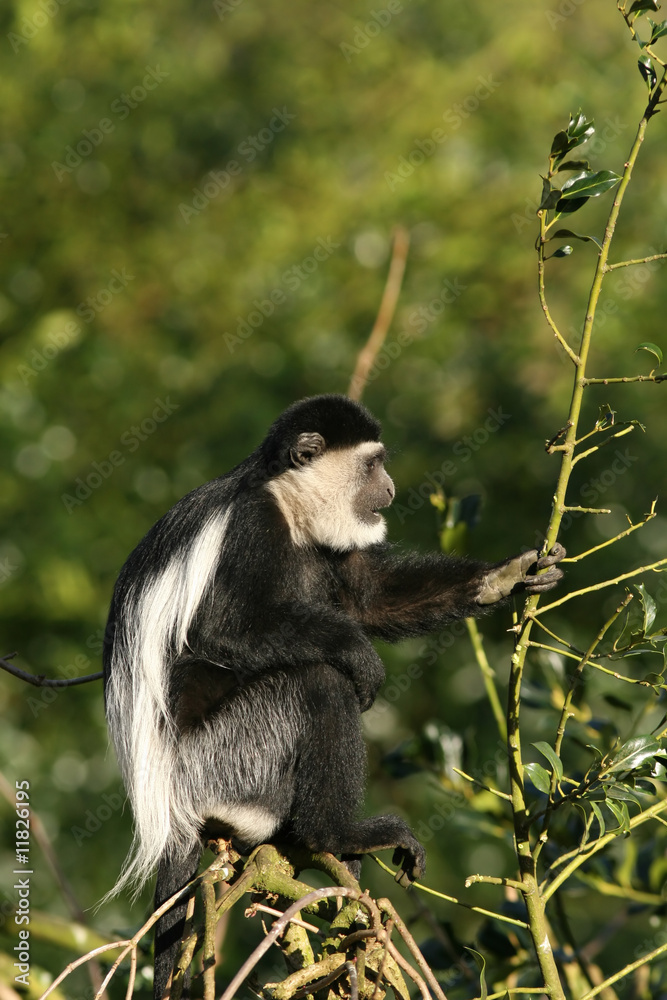 Obraz premium Black-and-white colobus monkey in a tree