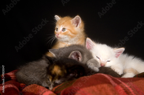 Kittens on a red blanket © Tony Campbell