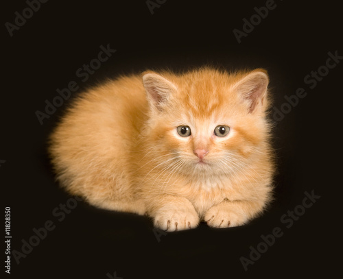Yellow kitten on a black background © Tony Campbell