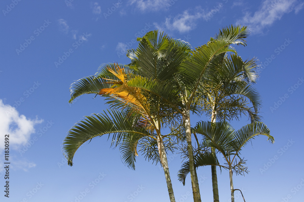 Fototapeta premium palmiers
