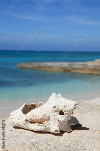 Tropical holiday with seashell in foreground