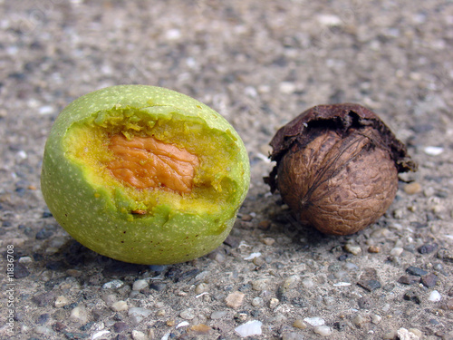 Walnuts photo