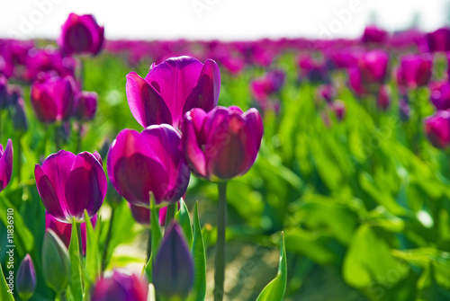 violette Tulpen
