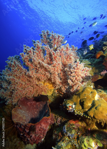 soft corals (dendronepthya) photo