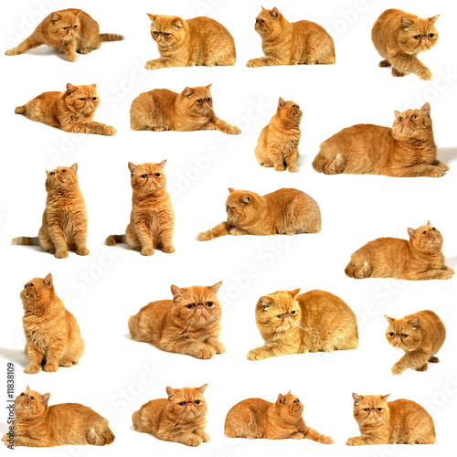 Fototapeta Naklejka Na Ścianę i Meble -  illustration de chats persan