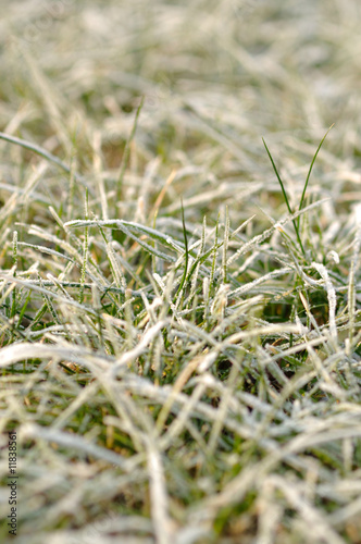 Frozen grass © Taratorki