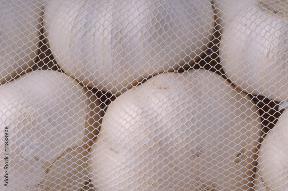 Garlic Garlic
