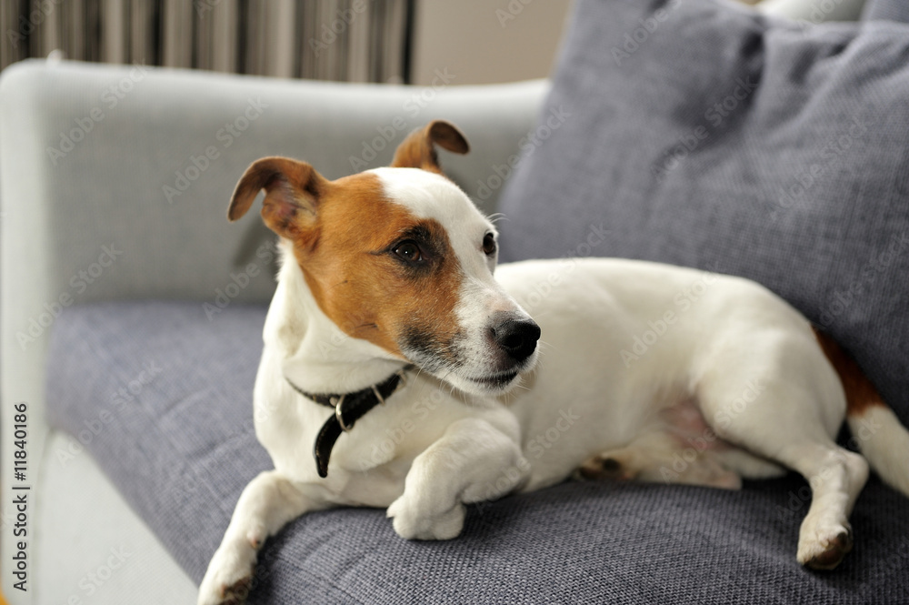 Jack Russel Terrier Relaxing On couch