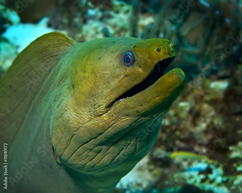 Green Moray