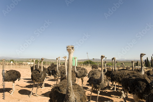 ostrich farm in South Africa photo