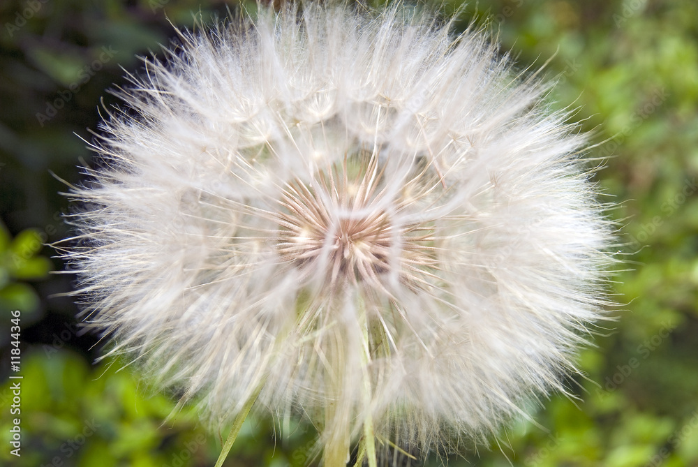 Fototapeta premium Pusteblume