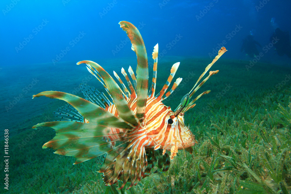 Lionfish and Divers Lionfish and Divers