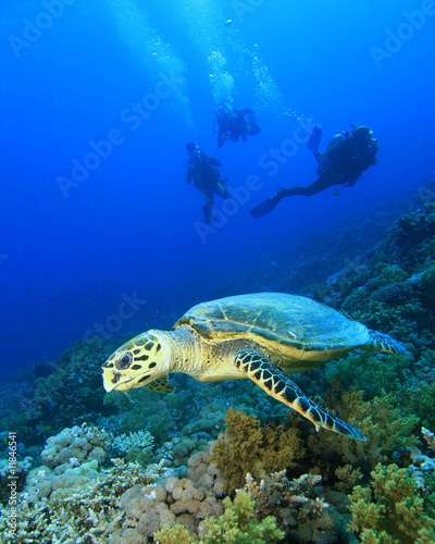 Hawksbill Turtle and Divers