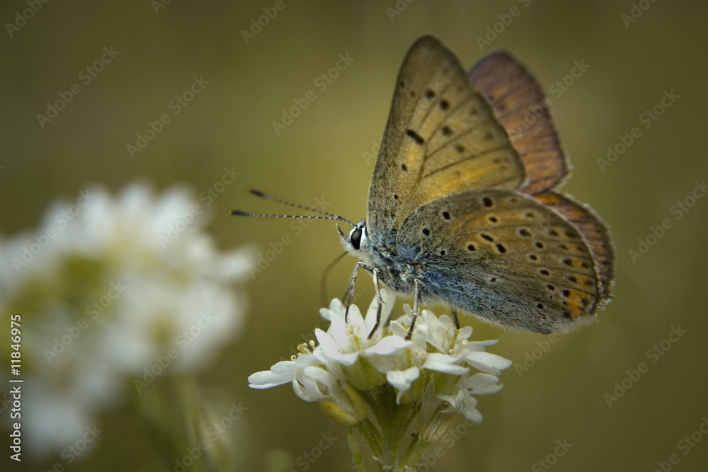 Schmetterling Schmetterling