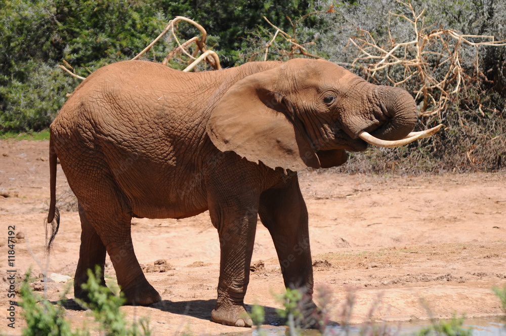 Fototapeta premium young elephant