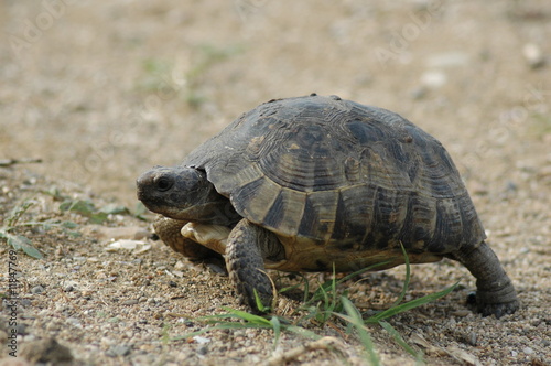 Tortoise crossing the road © Petur