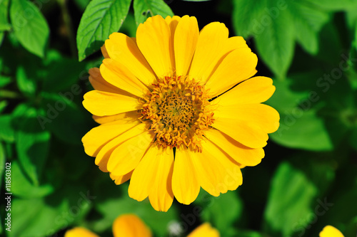 single yellow flower