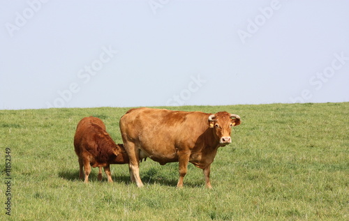 Limousin cow feeding her calf