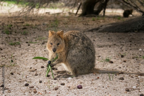 Quokka eating oilves, Rottnest Island