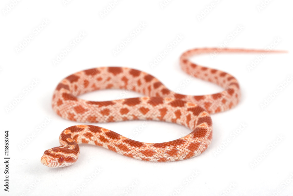 Albino Corn Snake Albino Corn Snake