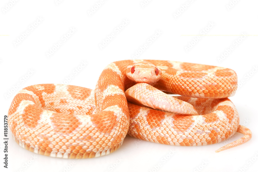Fototapeta premium Creamsicle Corn Snake
