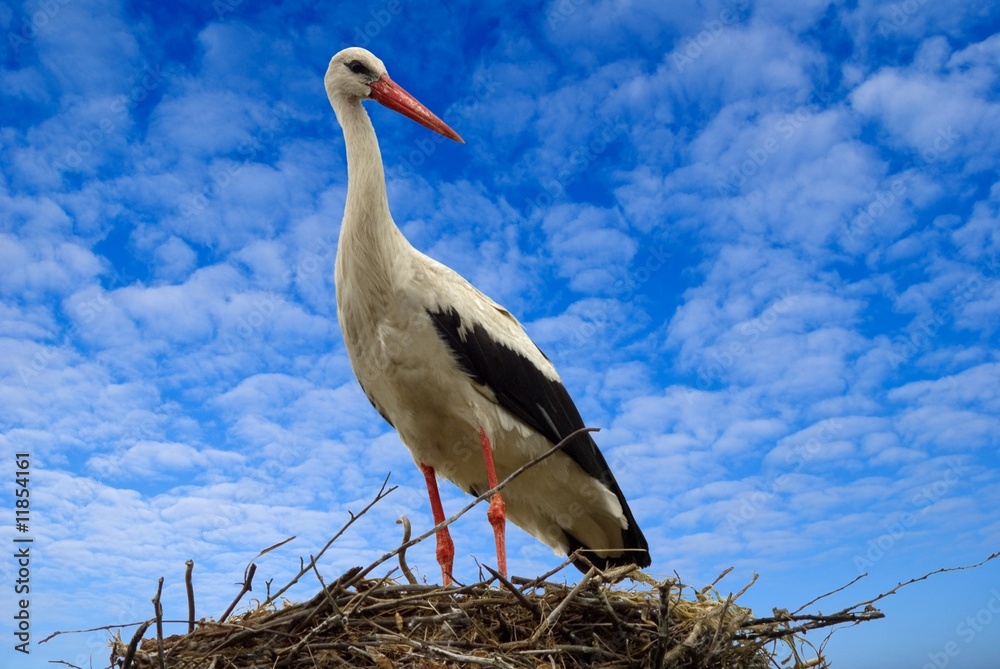 Fototapeta premium crane
