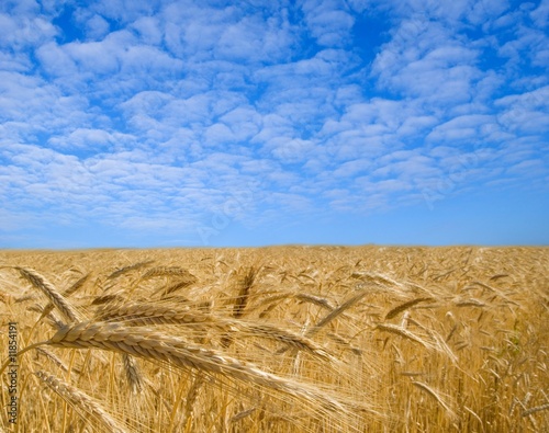 bread field by a hot summer day © Yuriy Kulik
