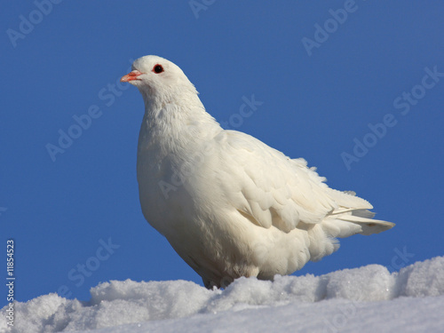 Weiße Haustaube im Schnee