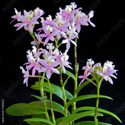 Pink Epidendrum Orchid photo