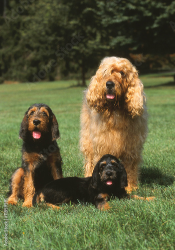 moment de detente pour trois chiens à la campagne photo