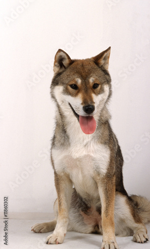 Cuadro en lienzo moment de detente pour le shikoku en studio