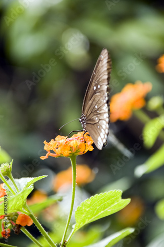 A butterfly